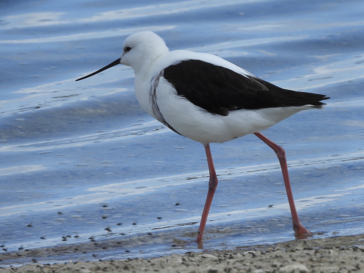 Banded Stilt - ML643224668