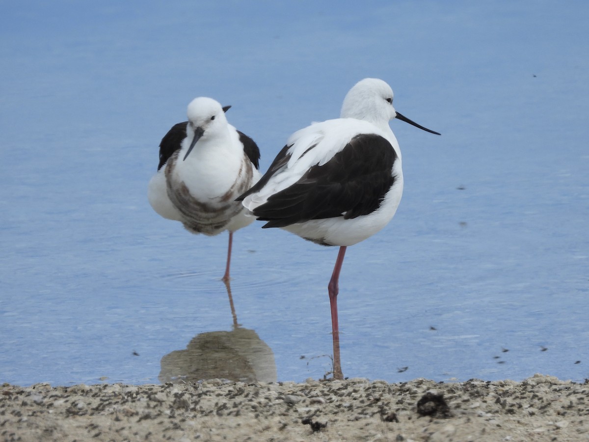 Banded Stilt - ML643224669