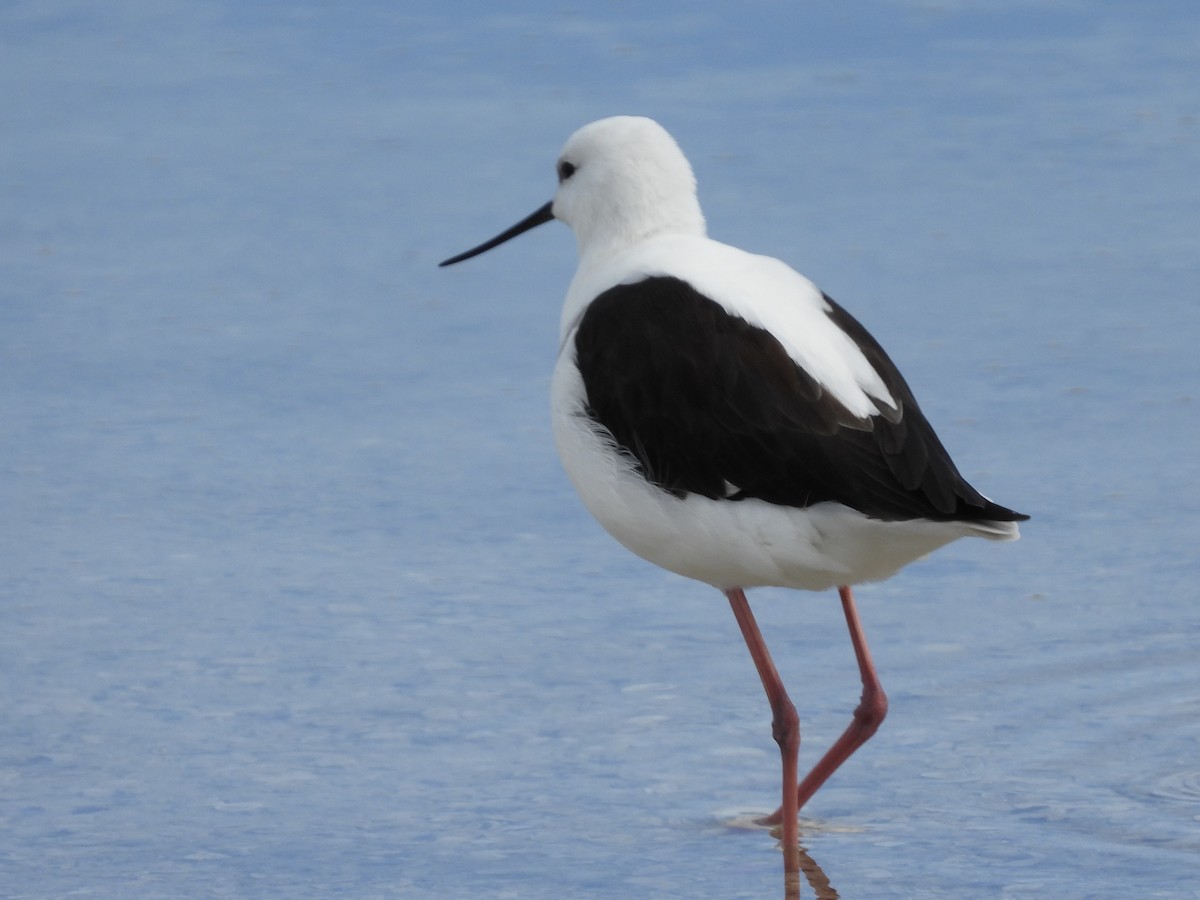 Banded Stilt - ML643224671