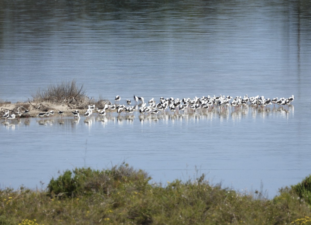 Banded Stilt - ML643224672