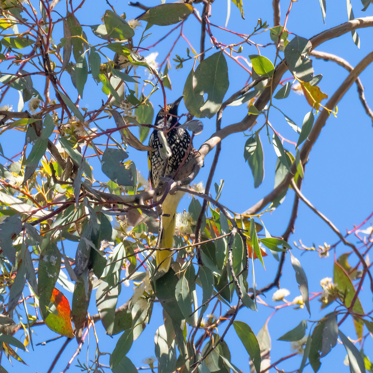 Regent Honeyeater - ML643224678
