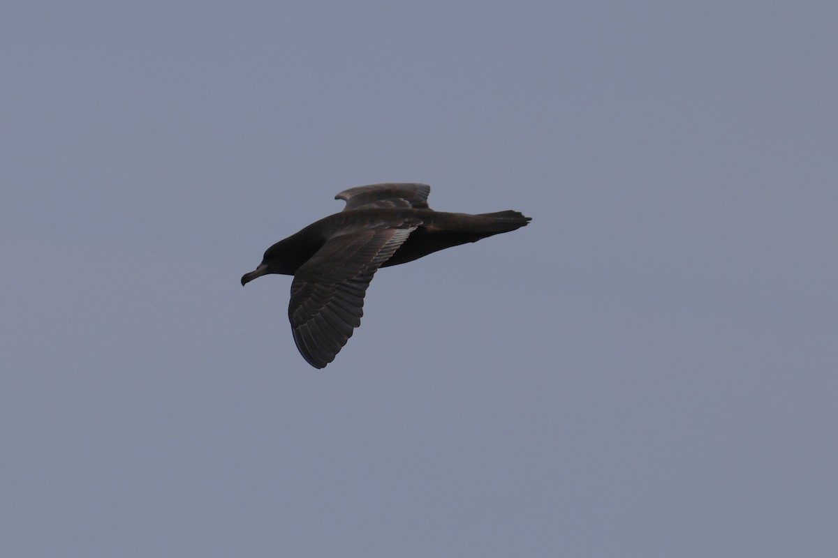 Flesh-footed Shearwater - ML643224701