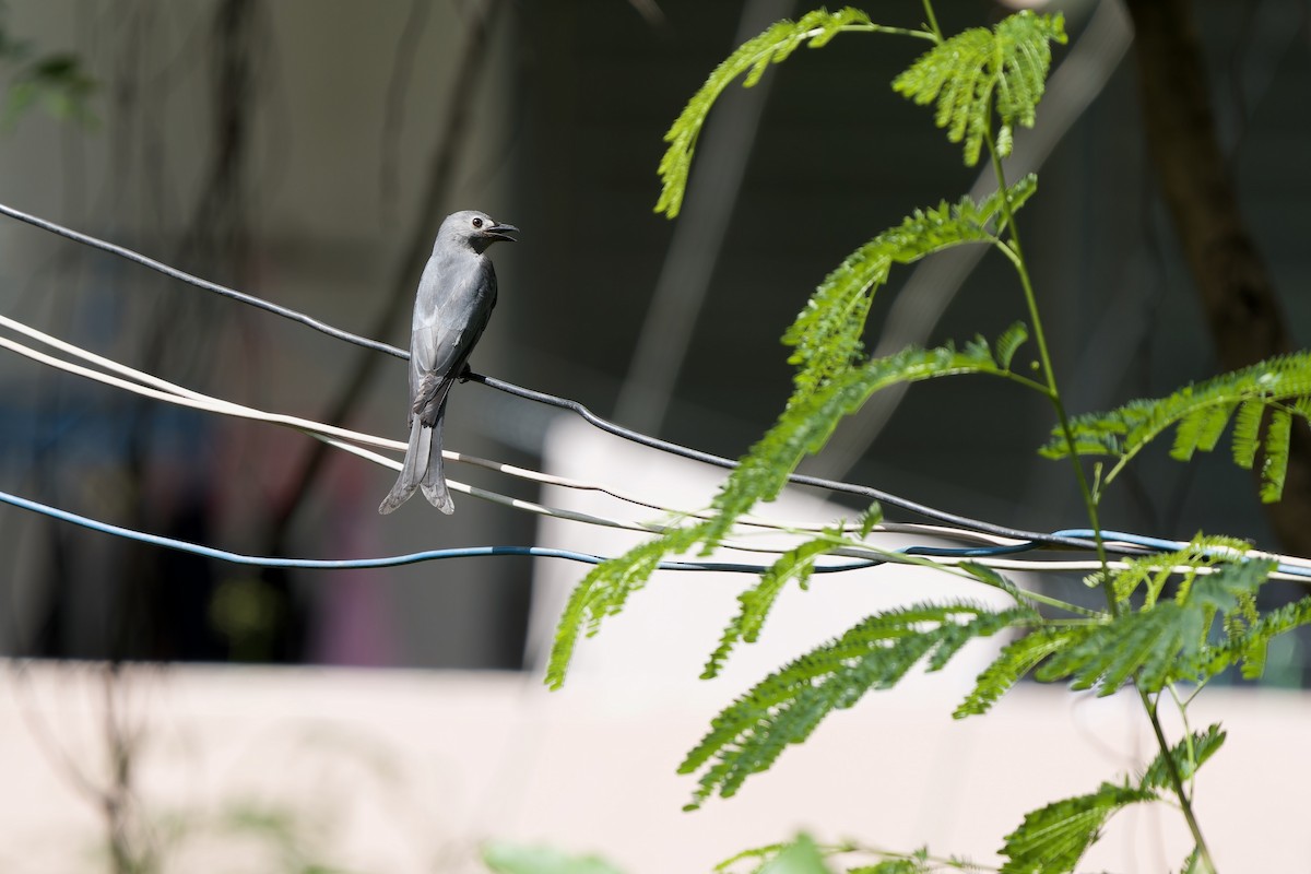 Ashy Drongo (White-lored) - ML643224702