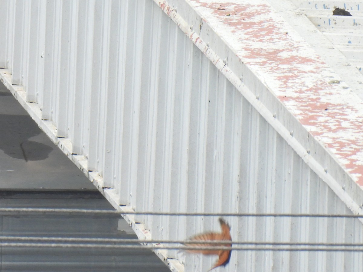 Cliff Flycatcher - ML643224703