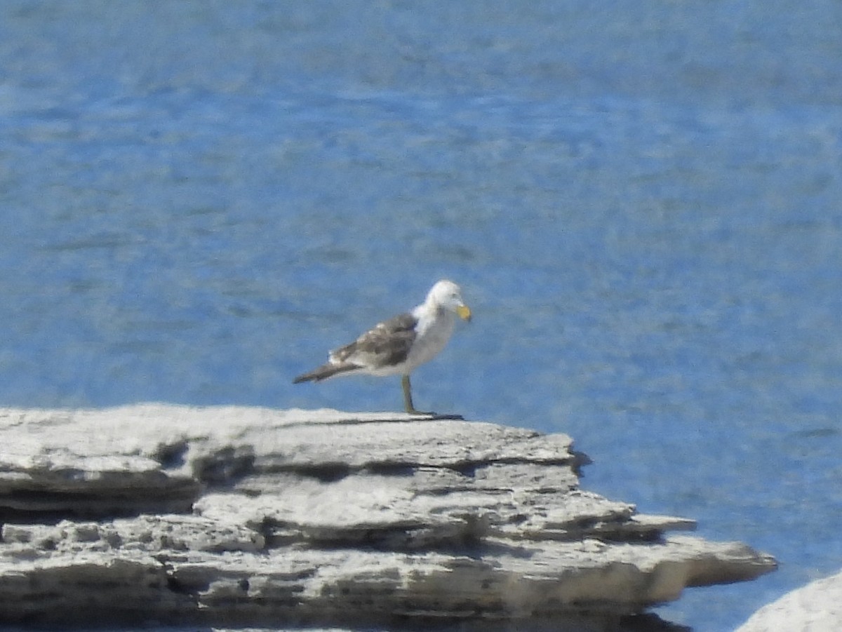 Pacific Gull - ML643224708