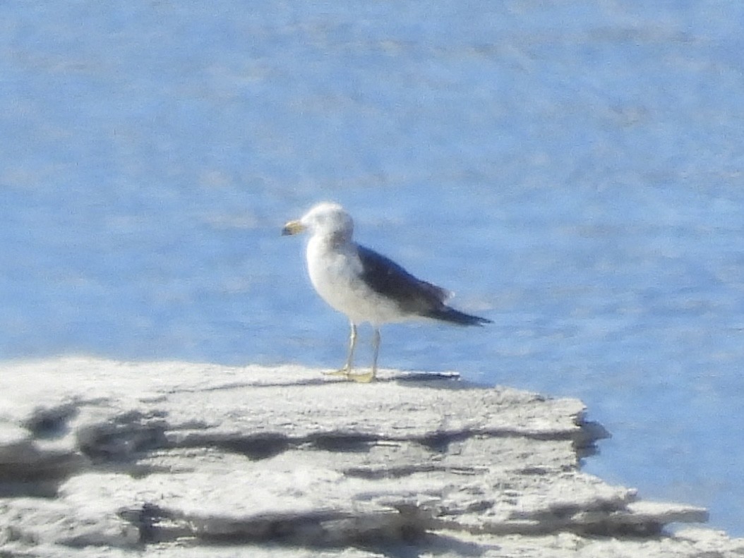 Pacific Gull - ML643224709