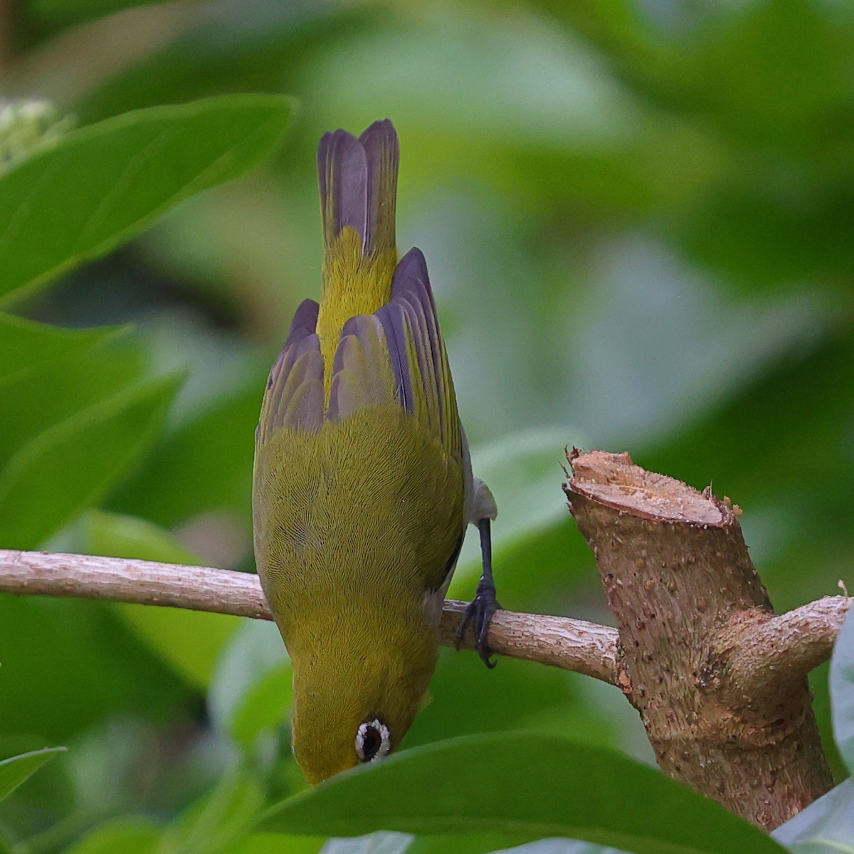 Swinhoe's White-eye - ML643224710