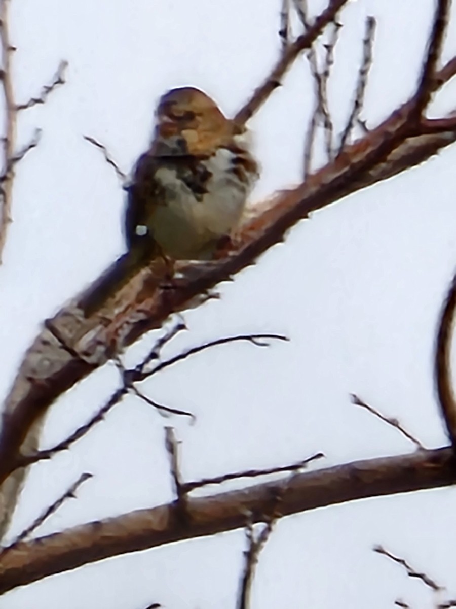 Harris's Sparrow - ML643224711