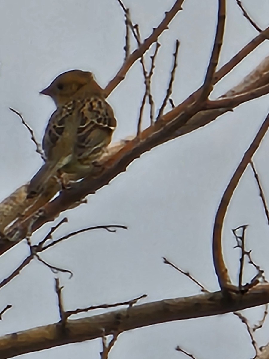 Harris's Sparrow - ML643224712