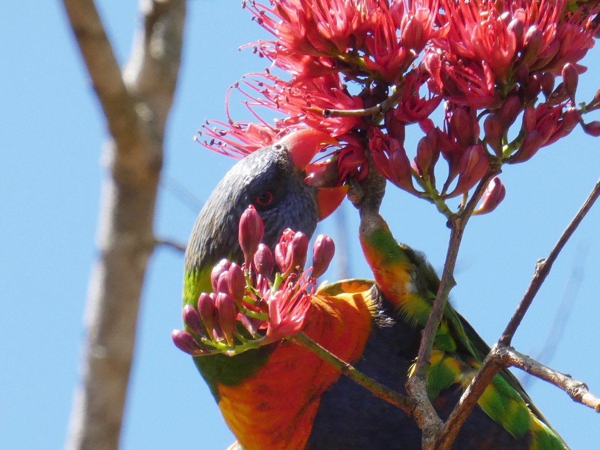 Rainbow Lorikeet - ML643224715
