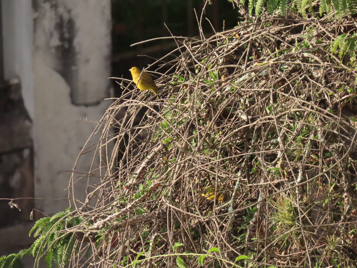 Saffron Finch - ML643224717