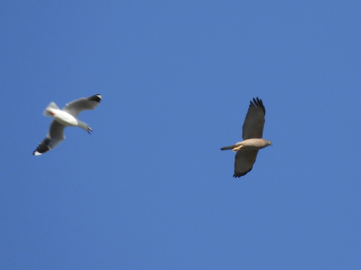 Brown Goshawk - ML643224718