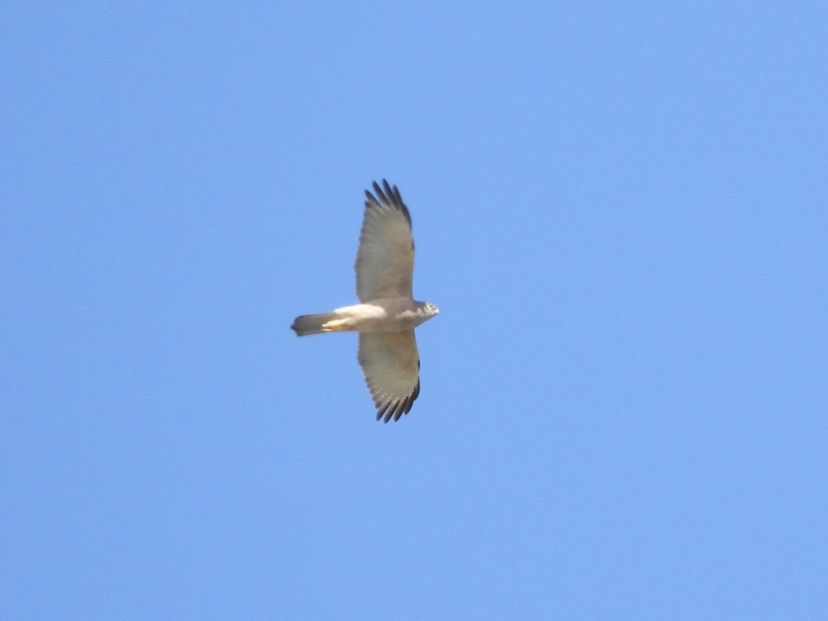 Brown Goshawk - ML643224719