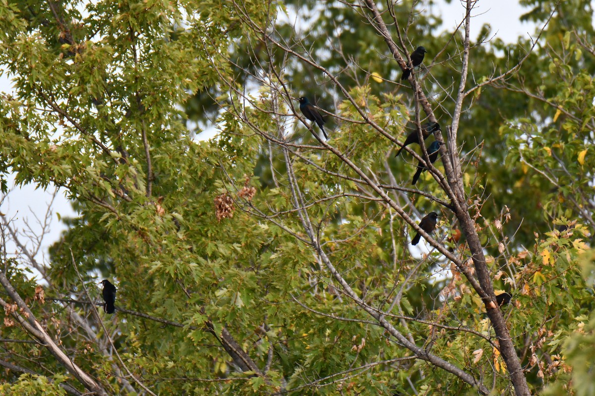 Common Grackle - ML643224720