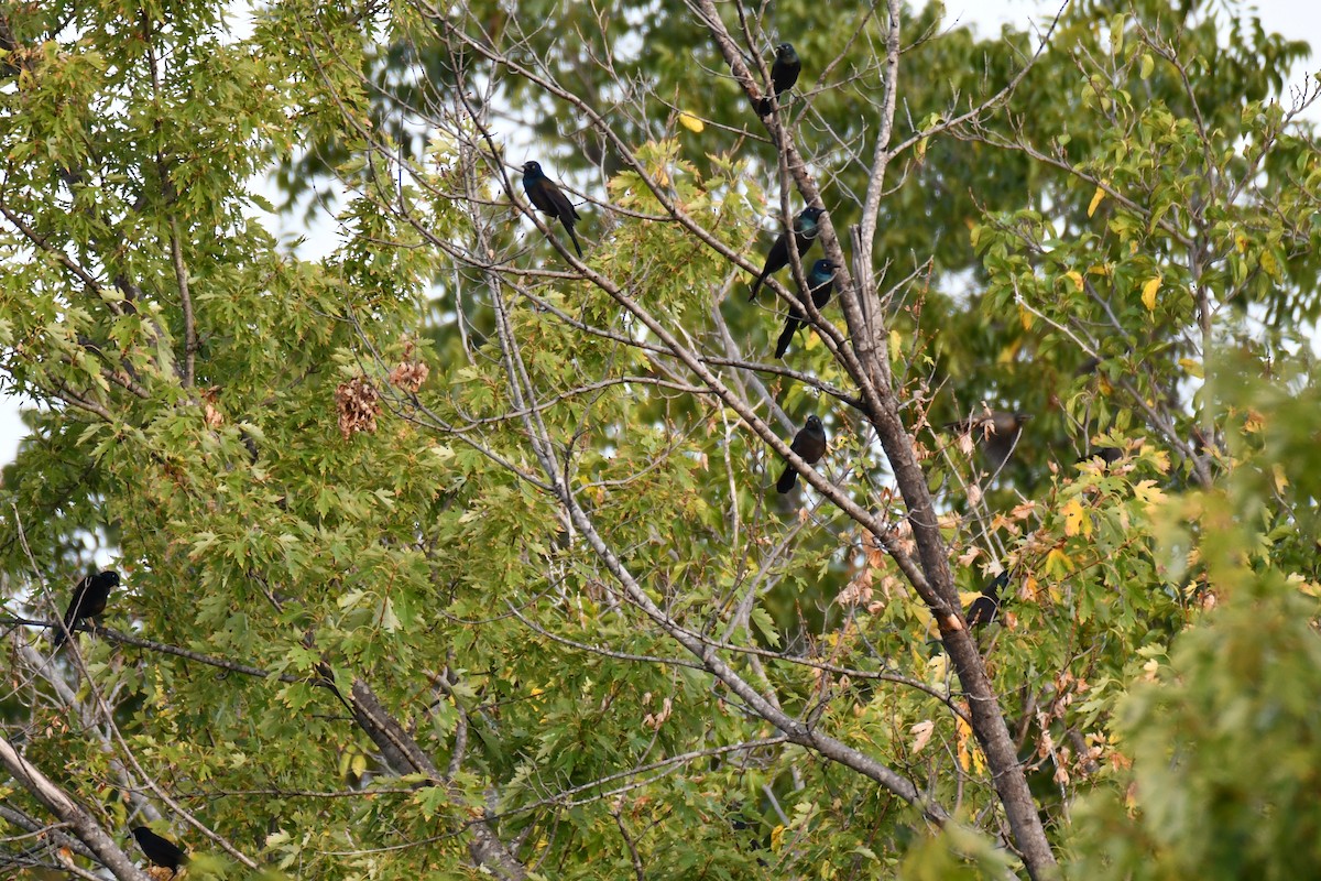 Common Grackle - ML643224721