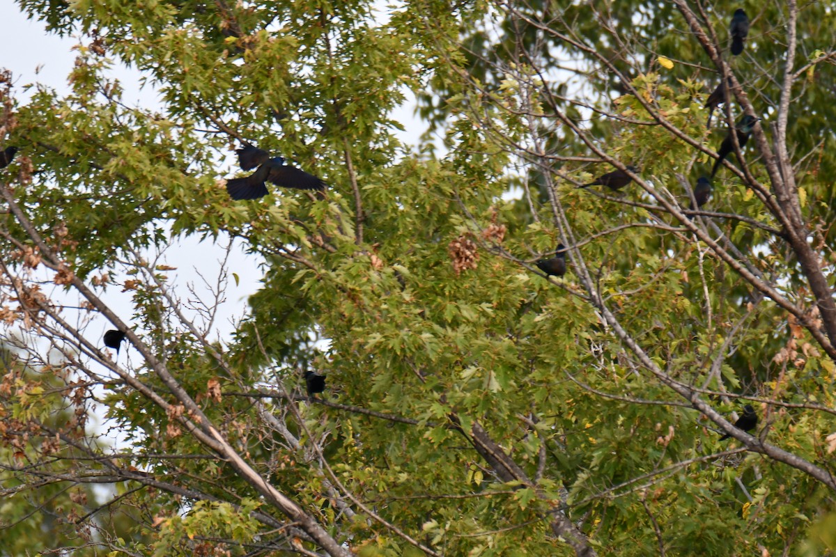 Common Grackle - ML643224722