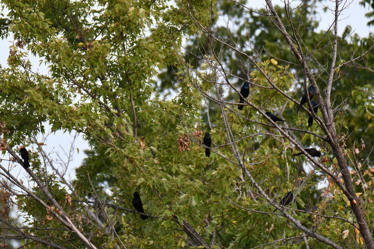 Common Grackle - ML643224723