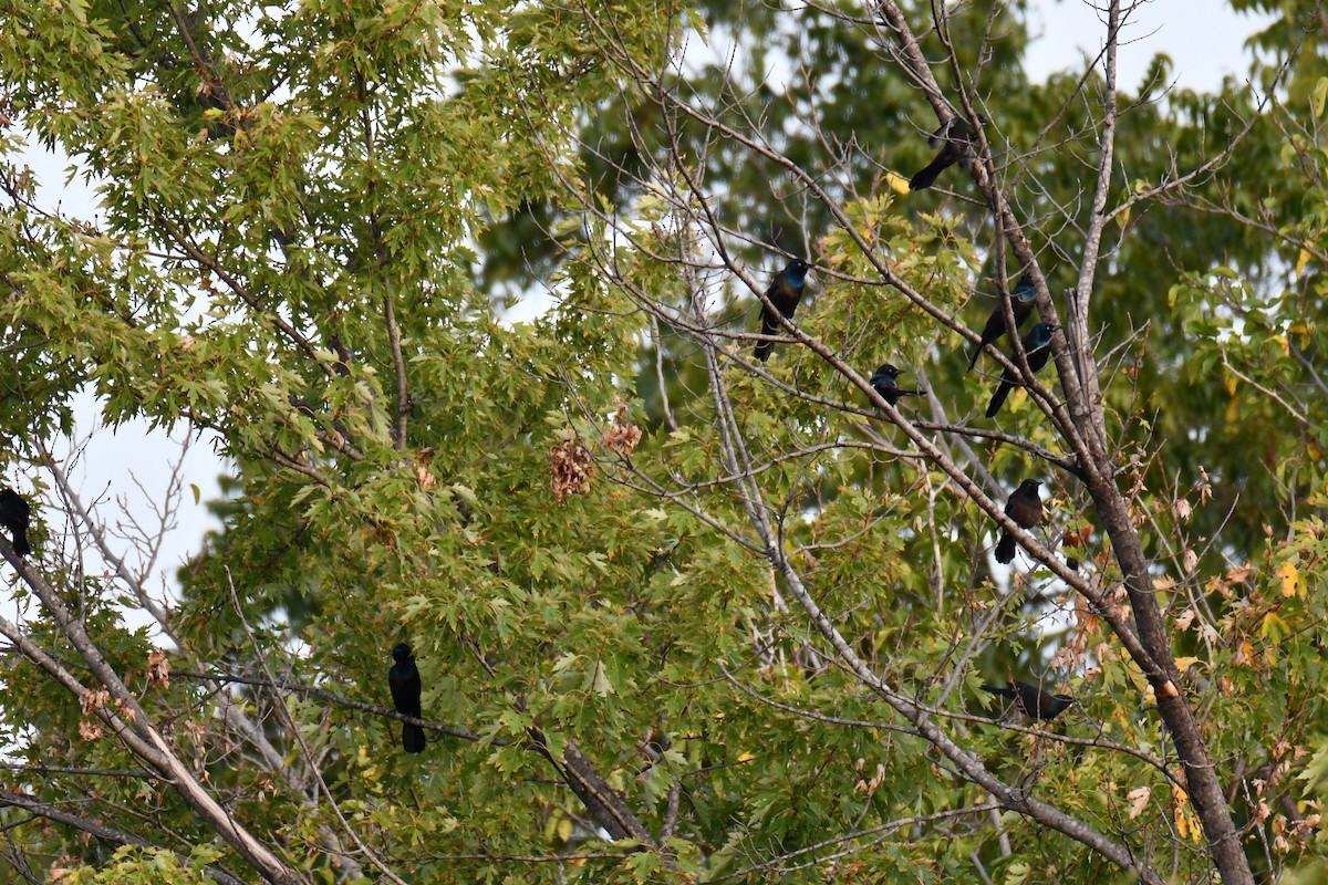 Common Grackle - ML643224724