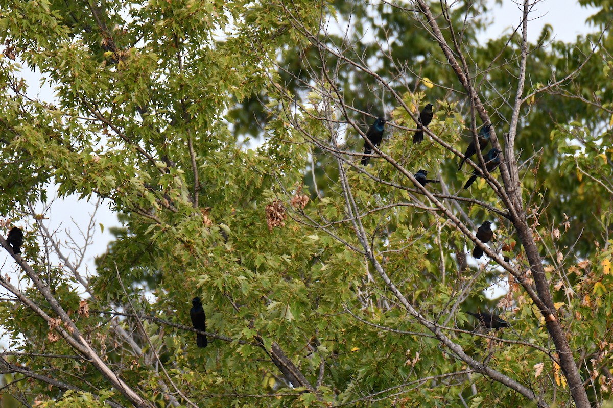 Common Grackle - ML643224725