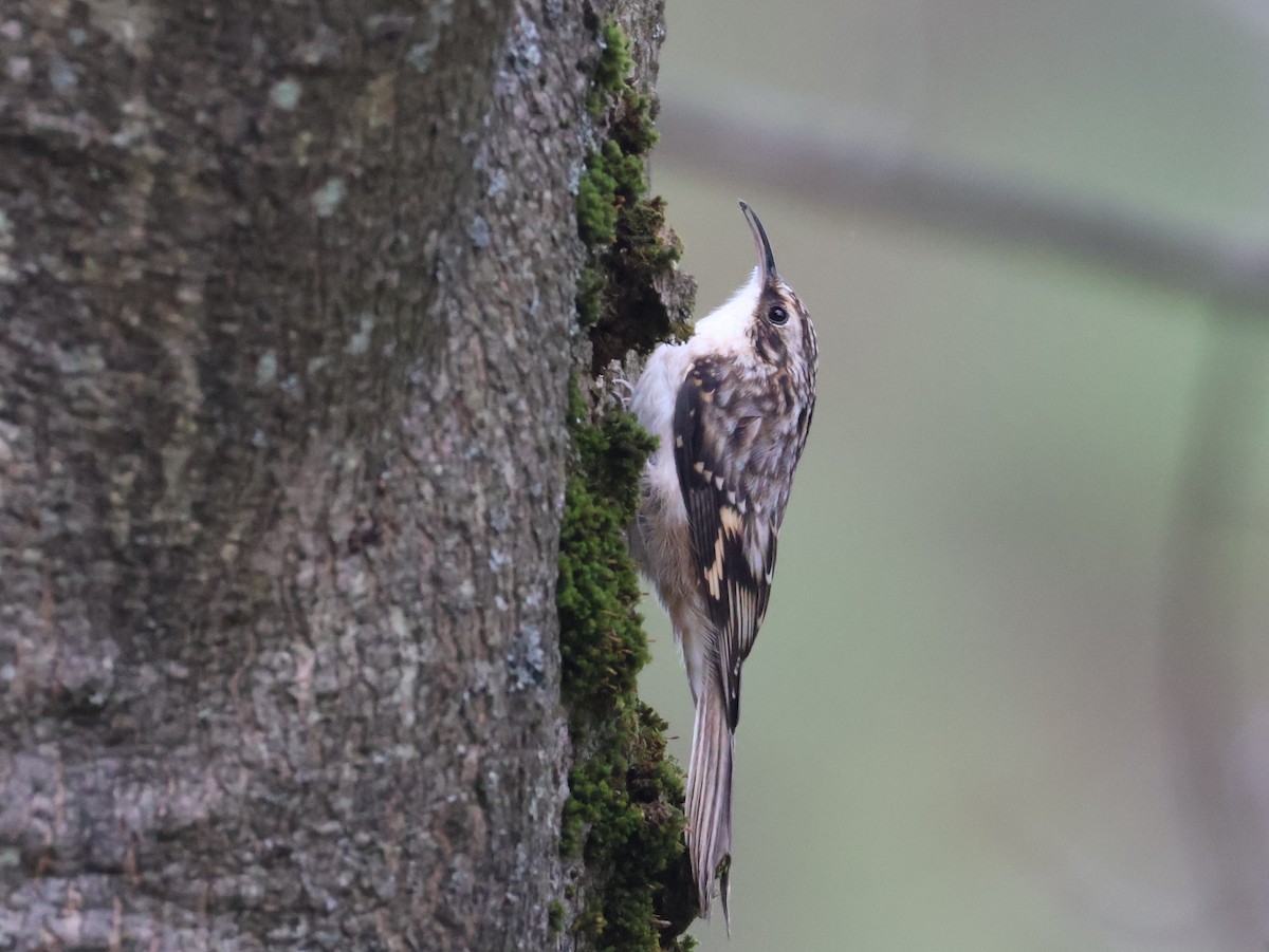 Brown Creeper - ML643224726