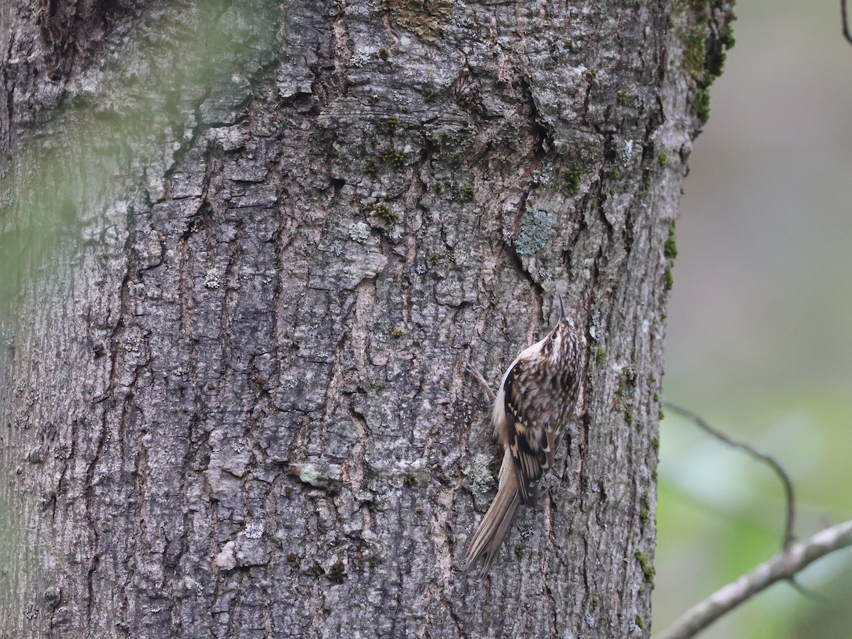 Brown Creeper - ML643224727