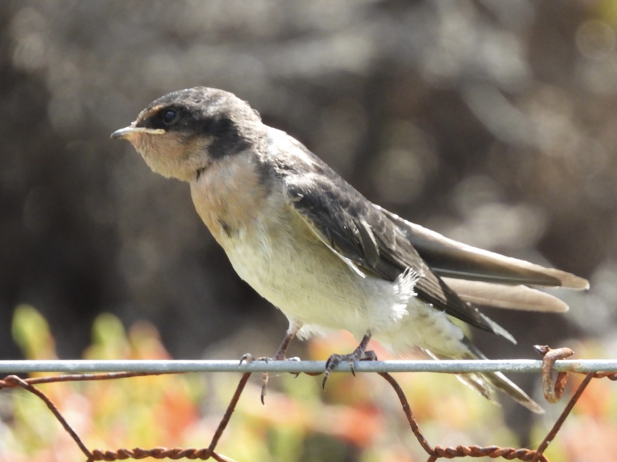 Welcome Swallow - ML643224729