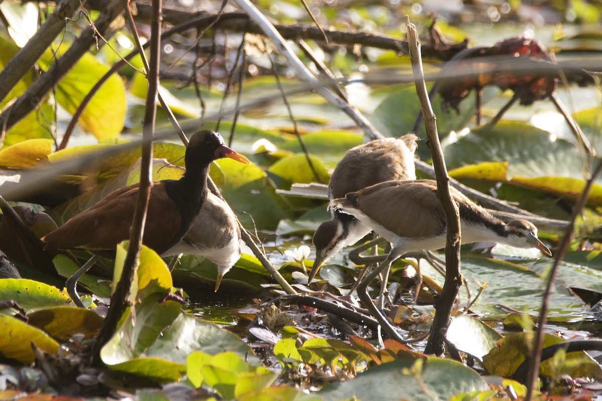 Wattled Jacana - ML643224742