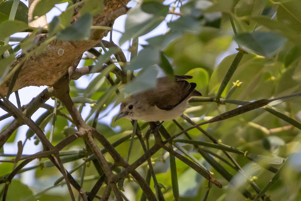 Nilgiri Flowerpecker - ML643224744