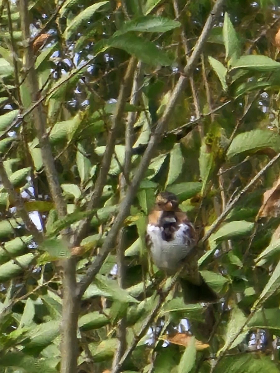 Harris's Sparrow - ML643224754
