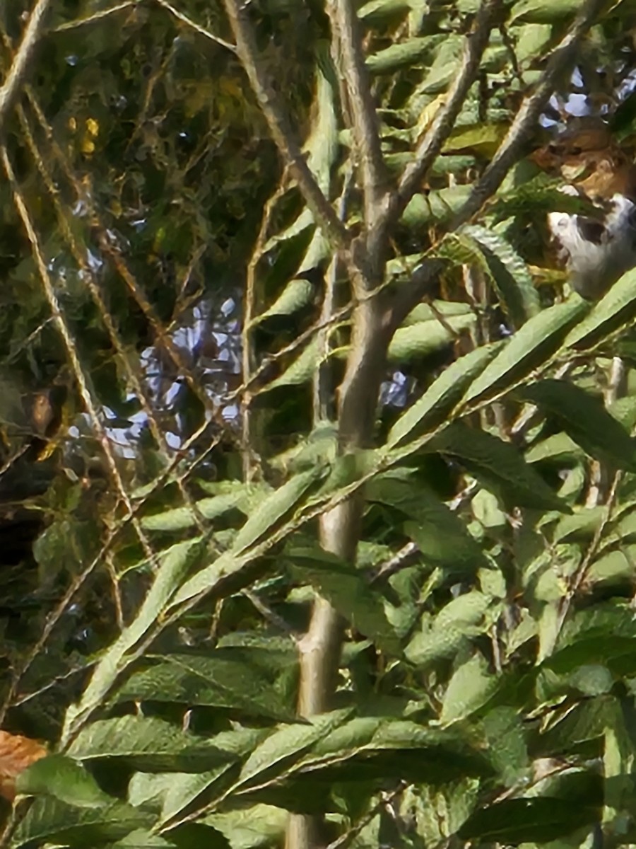 Harris's Sparrow - ML643224755