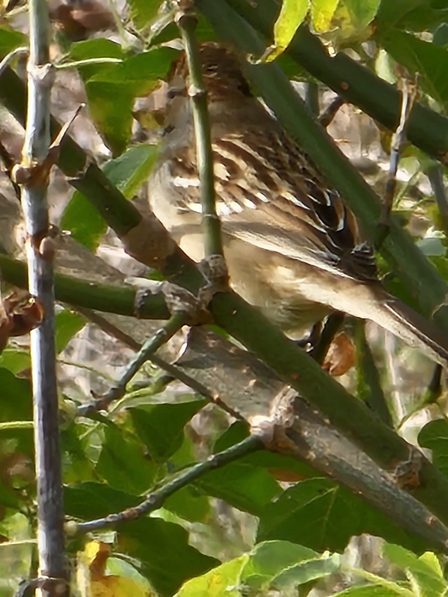 White-crowned Sparrow - ML643224800