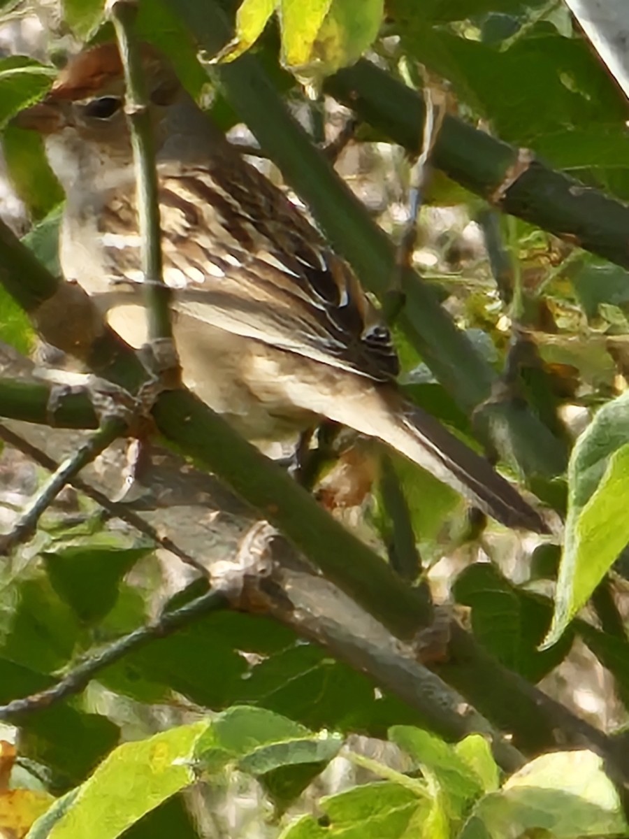 White-crowned Sparrow - ML643224801