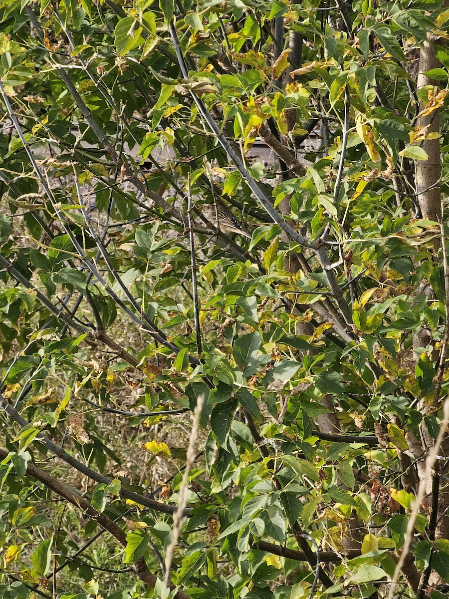 White-crowned Sparrow - ML643224802