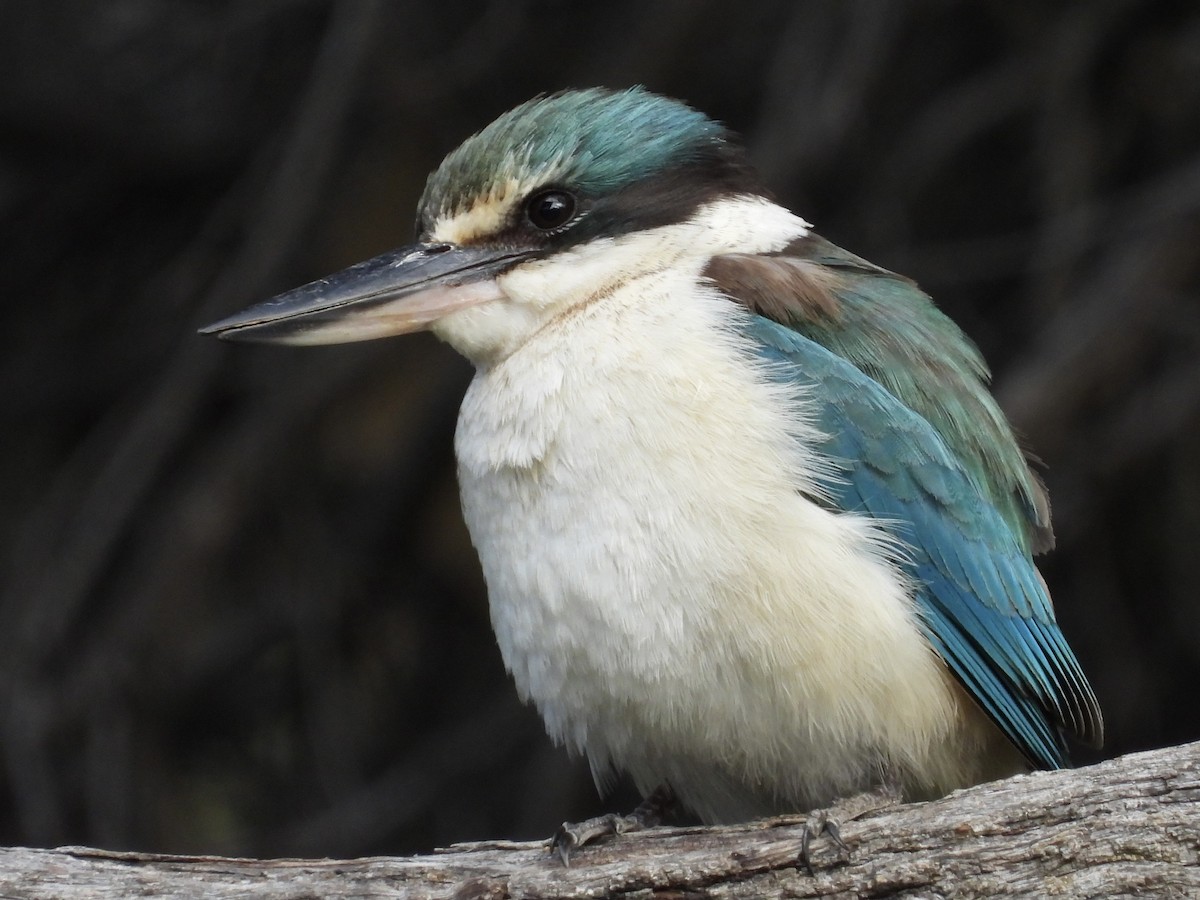 Sacred Kingfisher - ML643224807