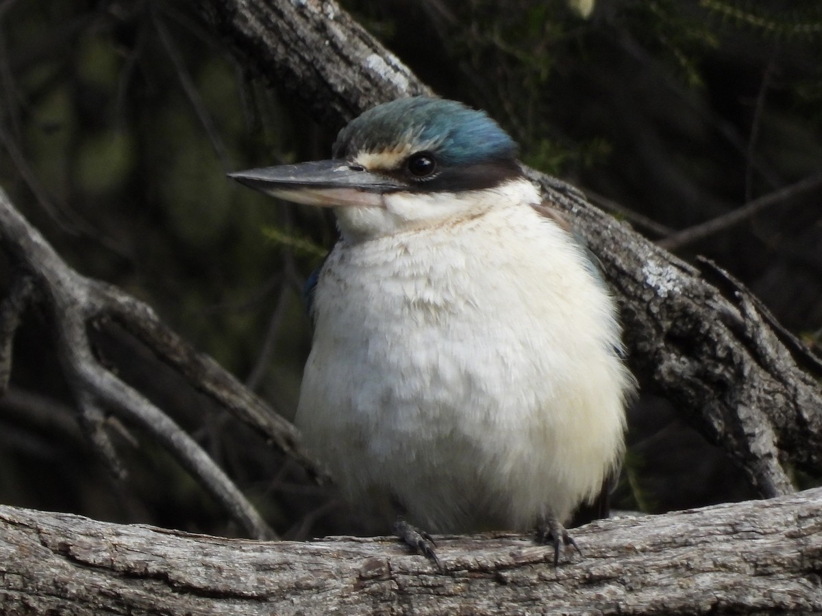 Sacred Kingfisher - ML643224808