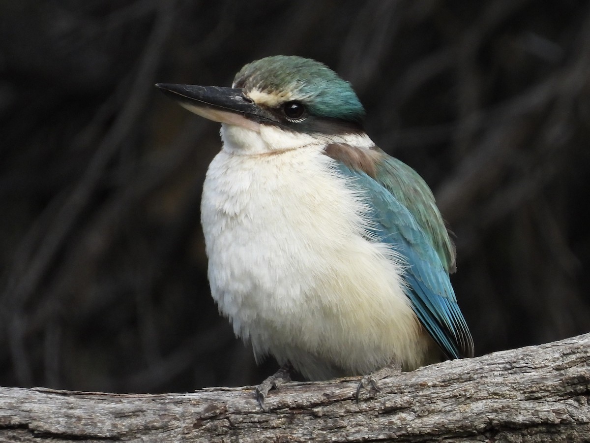 Sacred Kingfisher - ML643224809