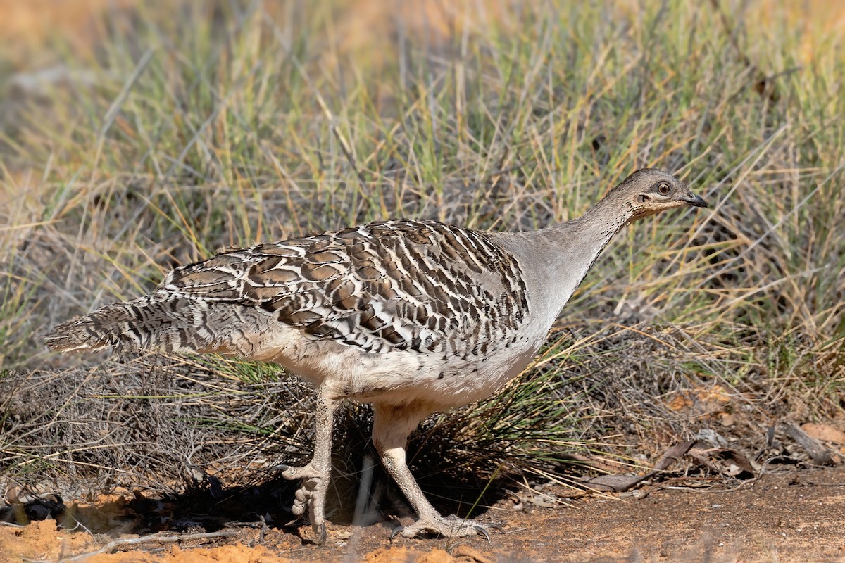 Malleefowl - ML643224824