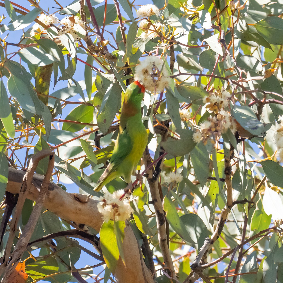 Little Lorikeet - ML643224825