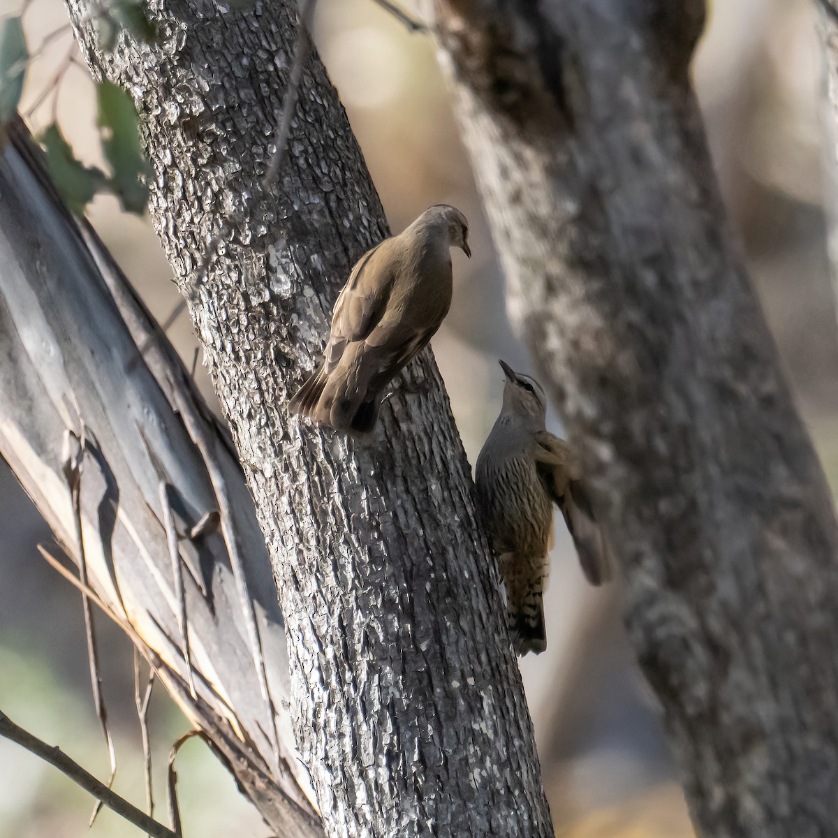 Brown Treecreeper - ML643224830
