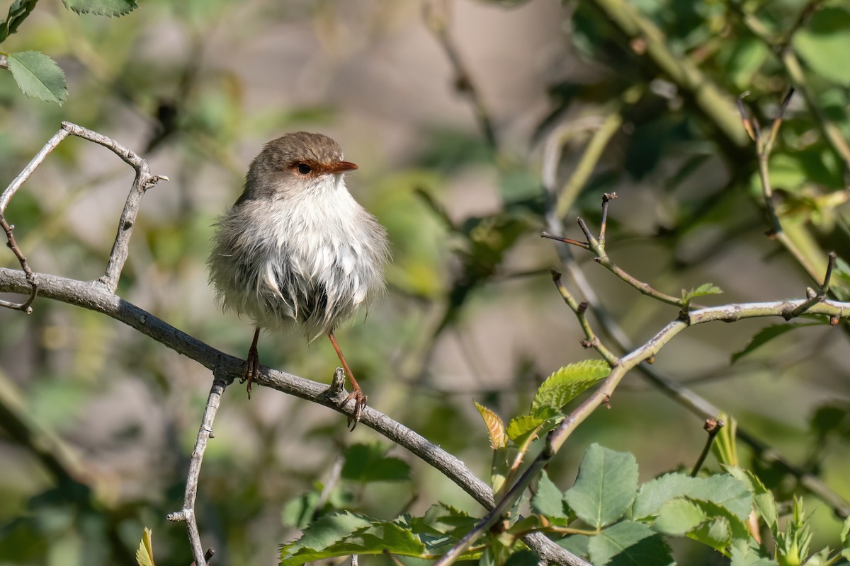 Superb Fairywren - ML643224835