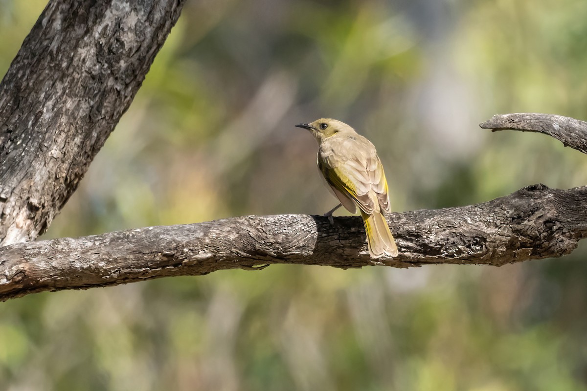 Fuscous Honeyeater - ML643224838