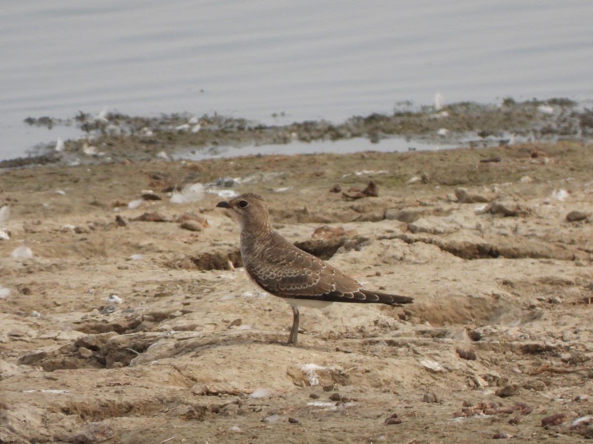 Black-winged Pratincole - ML643224839