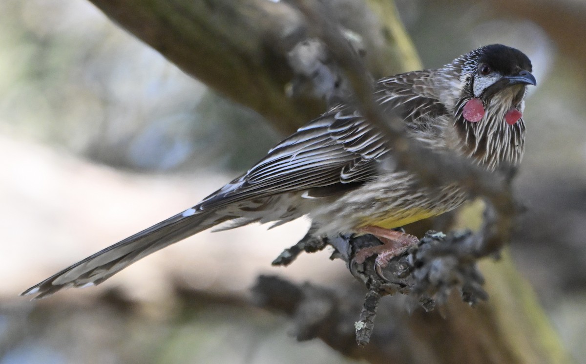 Red Wattlebird - ML643224840