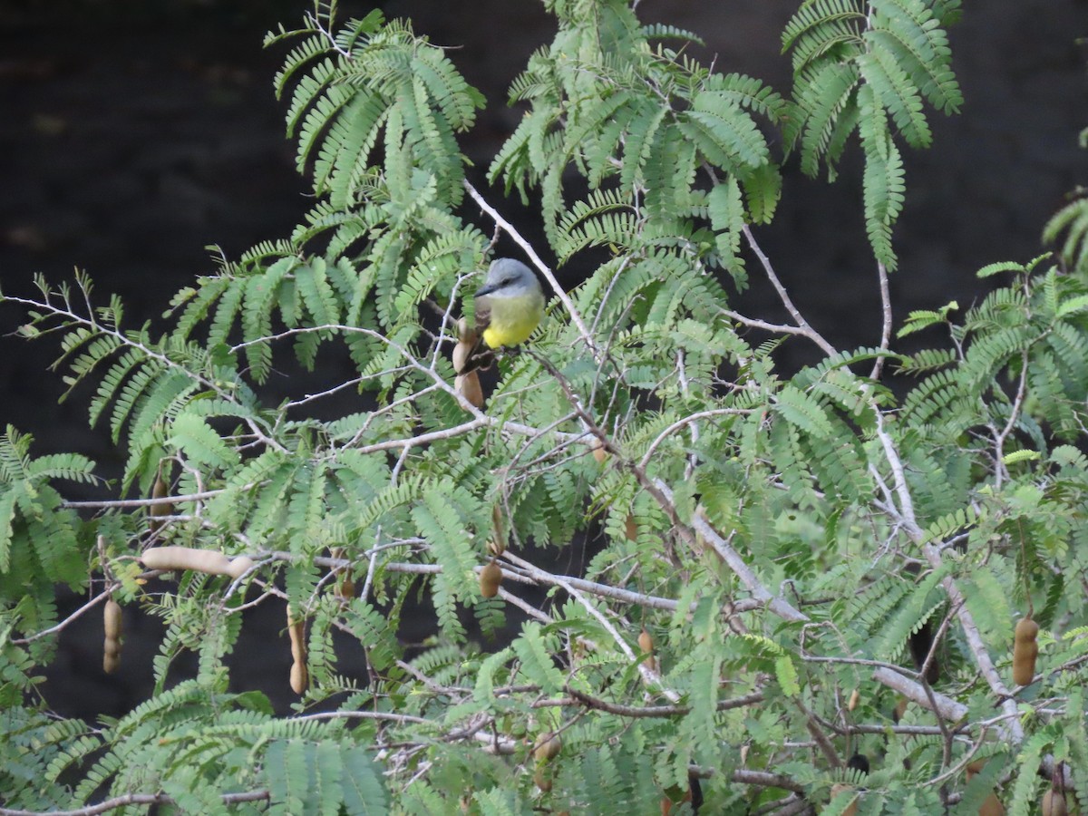 Tropical Kingbird - ML643224845