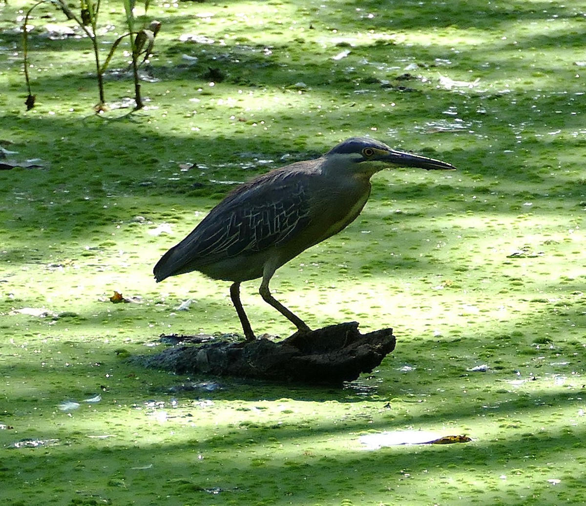 volavka proměnlivá (ssp. striata) - ML643224846
