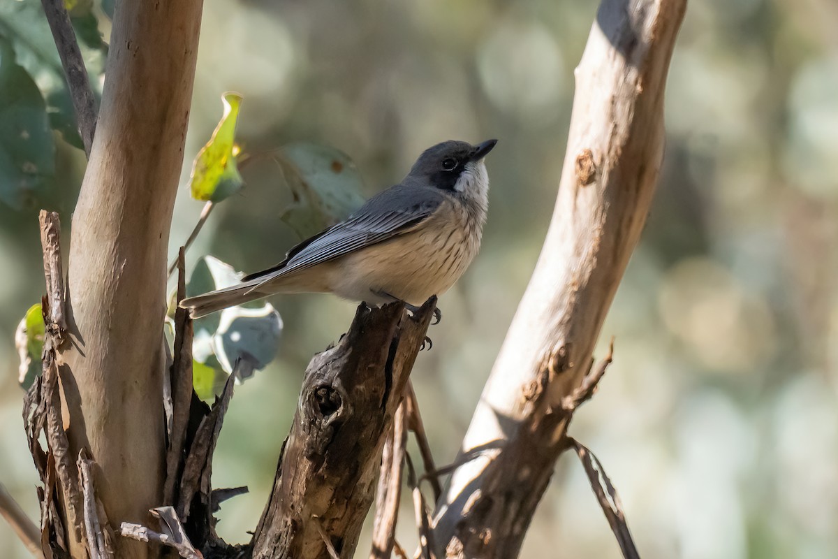 Rufous Whistler - ML643224849