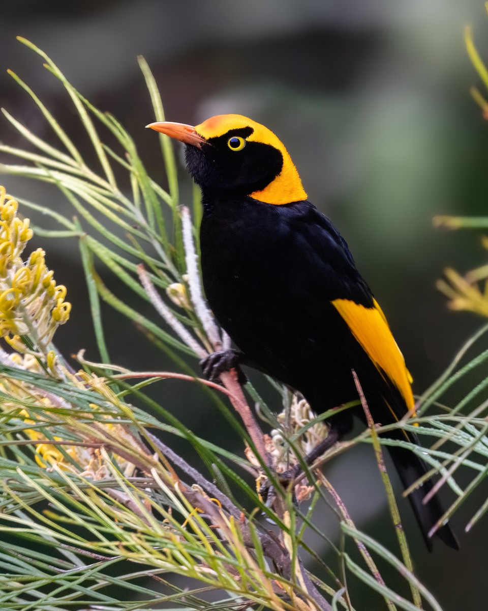 Regent Bowerbird - ML643224857