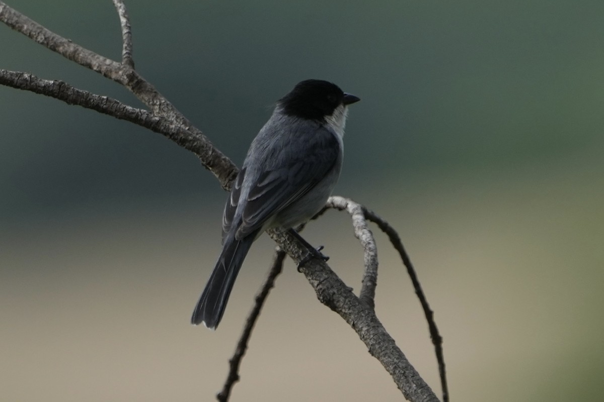 Black-capped Warbling Finch - ML643224858
