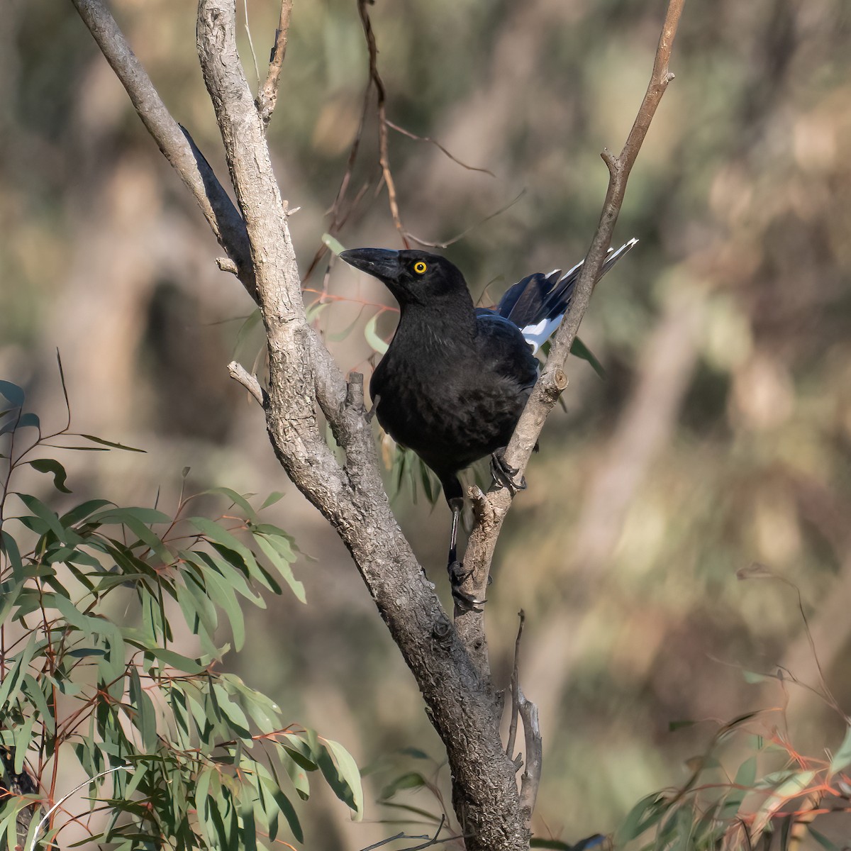 Pied Currawong - ML643224859