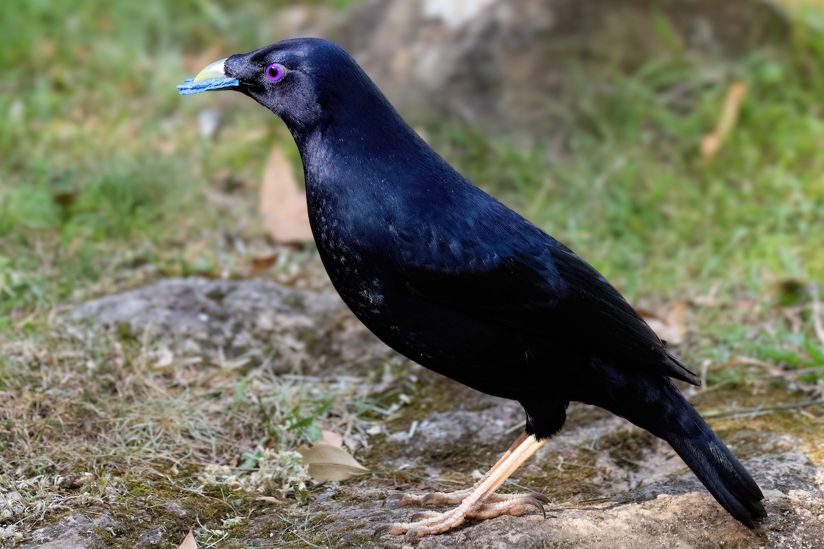 Satin Bowerbird - ML643224860